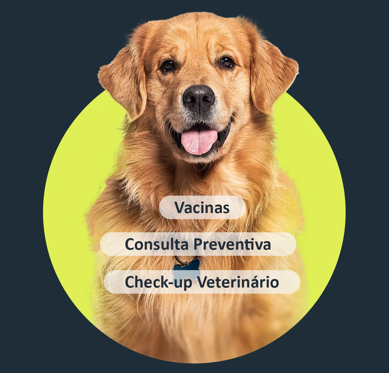 consultas vacinas e checkup - Centro Medico animal - Clinica Veterinária em Campinas
